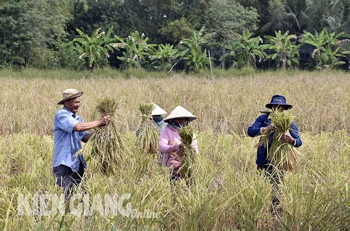 Lúa mùa của Hợp tác xã nông dân sáng tạo được chứng nhận hữu cơ